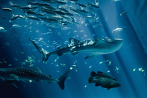 上海海洋水族馆