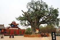 大槐树寻根祭祖园
