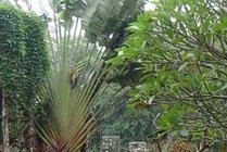 海南热带野生动植物园